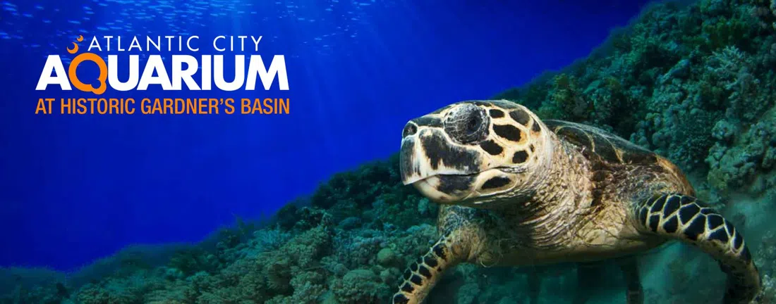 Atlantic City Aquarium, Atlantic City