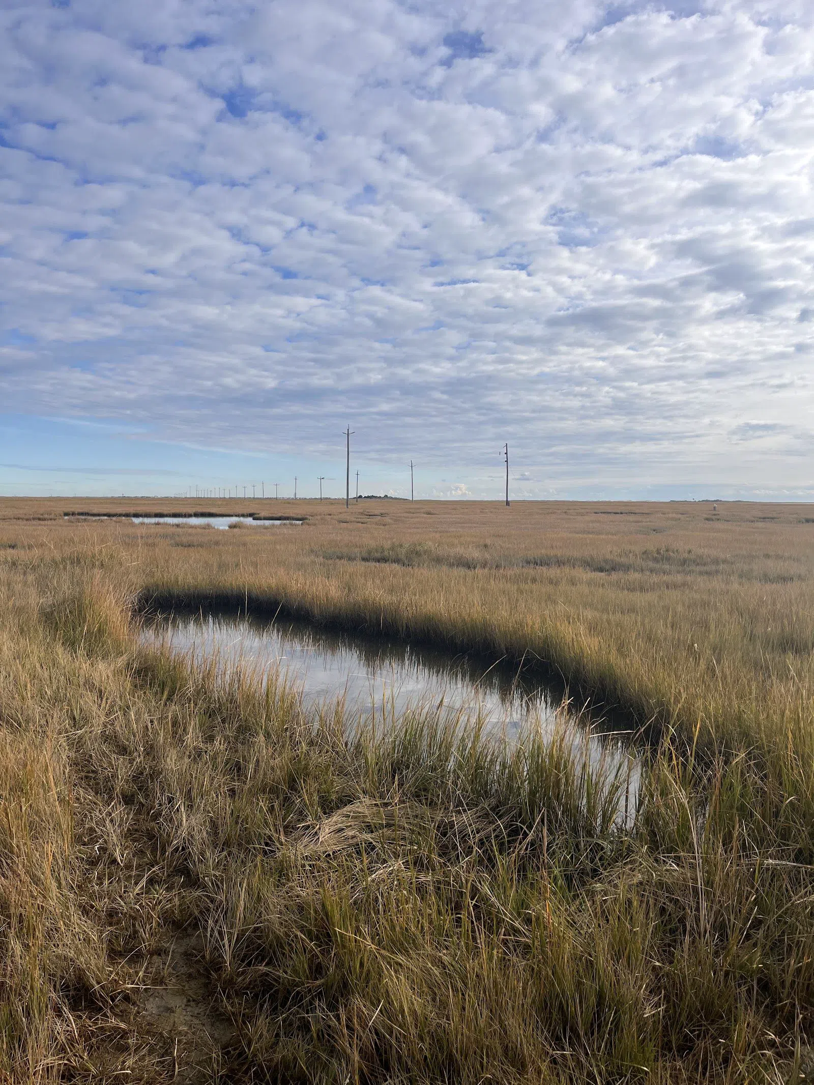 Great Bay Boulevard Wildlife Management Area, Atlantic City